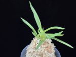 홍매  紅梅  Kobai