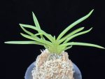 홍매  紅梅  Kobai