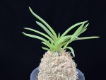 홍매  紅梅  Kobai