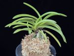 장자홍 長紫紅 Jangjahong