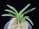 대호 大虎 Daeho (Onamisekai Tora)