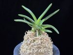 대호 大虎 Daeho (Onamisekai Tora)
