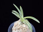 비금 羆錦 Higuma Nishiki
