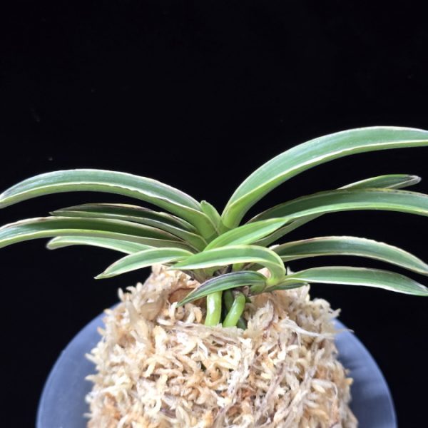 신라 新羅 Sinra (Shiragi)