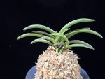 신라 新羅 Sinra (Shiragi)