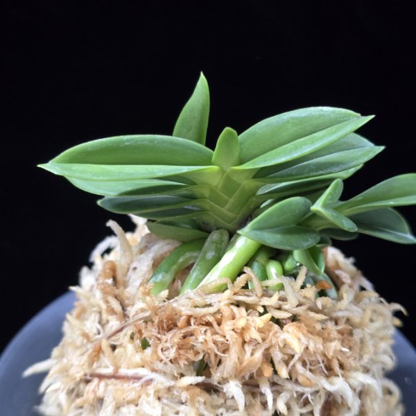 홍장원 紅壯元 Hongjangwon (Jangwon+Shikouki)