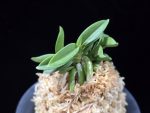 홍장원 紅壯元 Hongjangwon (Jangwon+Shikouki)