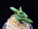 홍장원 紅壯元 Hongjangwon (Jangwon+Shikouki)