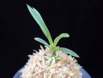 옥향로 玉香爐 Okhyangro(Tamakoro) (3spur)