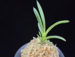 옥향로 玉香爐 Okhyangro(Tamakoro) (3spur)