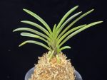옥향로 玉香爐 Okhyangro(Tamakoro) (3spur)