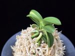 각왕산 覚王山 Kakuozan