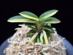 취월호 翠月湖 Chwiwolho(Seedling)