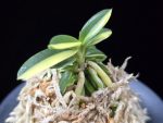 취월호 翠月湖 Chwiwolho(Seedling)