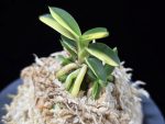 취월호 翠月湖 Chwiwolho(Seedling)
