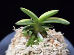취월호 翠月湖 Chwiwolho(Seedling)