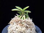 취월호 翠月湖 Chwiwolho(Seedling)