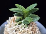 취월호 翠月湖 Chwiwolho(Seedling)