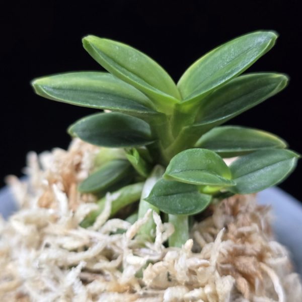 취월호 翠月湖 Chwiwolho(Seedling)