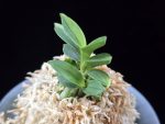 취월호 翠月湖 Chwiwolho(Seedling)