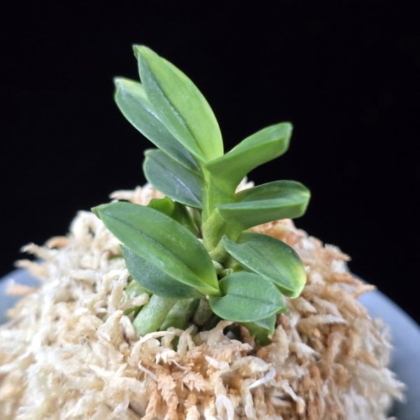 취월호 翠月湖 Chwiwolho(Seedling)