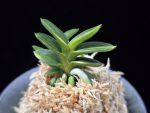취월호 翠月湖 Chwiwolho(Seedling)