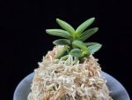 취월호 翠月湖 Chwiwolho(Seedling)