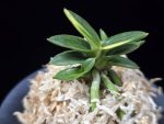 취월호 翠月湖 Chwiwolho(Seedling)