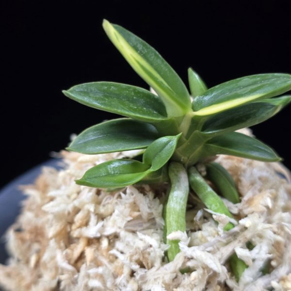 취월호 翠月湖 Chwiwolho(Seedling)