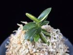 취월호 翠月湖 Chwiwolho(Seedling)