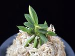 취월호 翠月湖 Chwiwolho(Seedling)