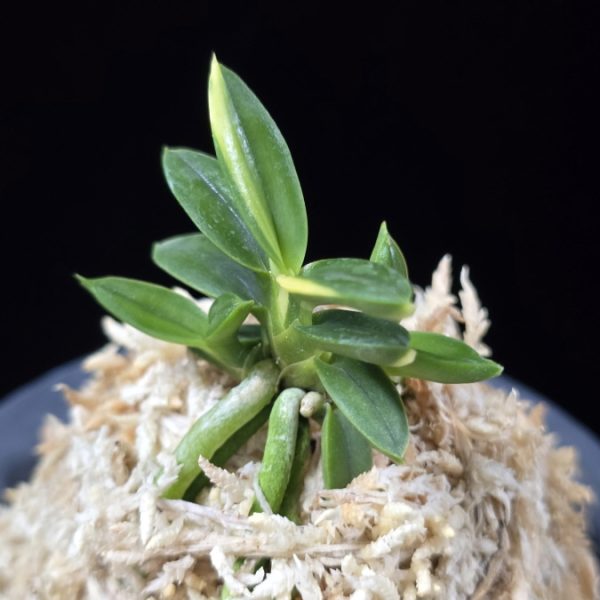 취월호 翠月湖 Chwiwolho(Seedling)