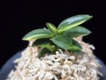 취월호 翠月湖 Chwiwolho(Seedling)