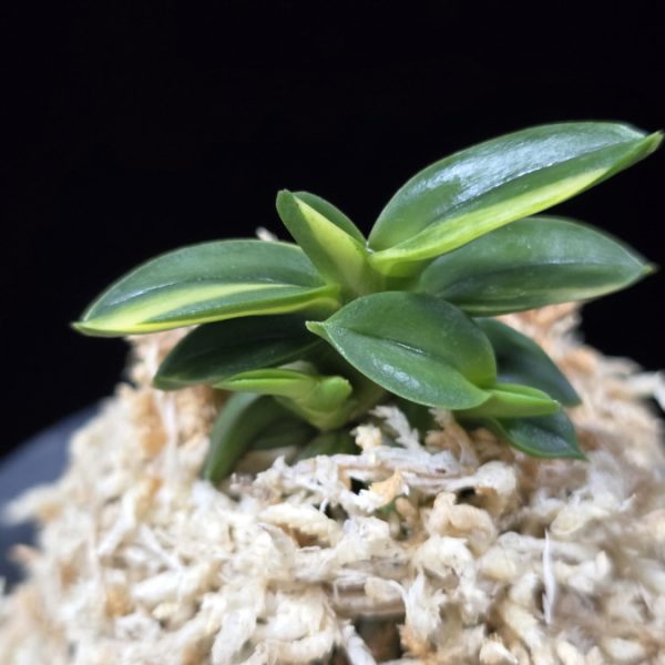 취월호 翠月湖 Chwiwolho(Seedling)