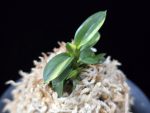 취월호 翠月湖 Chwiwolho(Seedling)