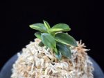 취월호 翠月湖 Chwiwolho(Seedling)
