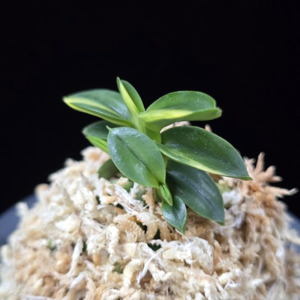 취월호 翠月湖 Chwiwolho(Seedling)