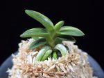 취월호 翠月湖 Chwiwolho(Seedling)