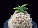 취월호 翠月湖 Chwiwolho(Seedling)
