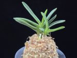 흑요 黑耀 Kokuyou