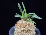 흑요 黑耀 Kokuyou