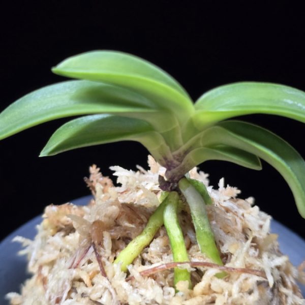 청담 淸潭 Cheongdam (Ruby root)
