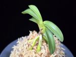 청담 淸潭 Cheongdam (Ruby root)