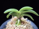 청담 淸潭 Cheongdam (Ruby root)