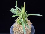 신호동 新湖東 Shinkotou