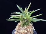 취월호 翠月湖 Chwiwolho(Seedling)