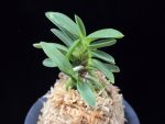 부용 芙蓉 Buyong