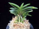 부용 芙蓉 Buyong