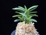 부용 芙蓉 Buyong