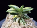 취월호 翠月湖 Chwiwolho(Seedling)